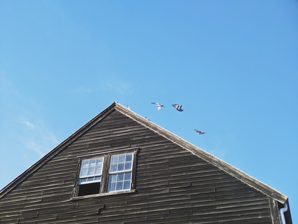 a group of birds flying over a house