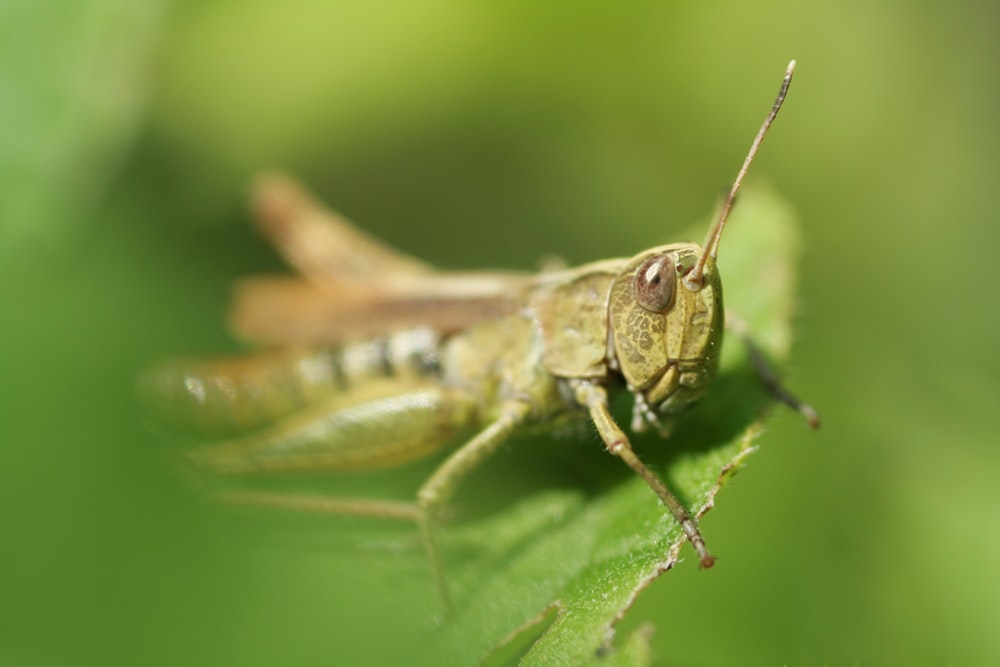 a close up of a bug on a leaf