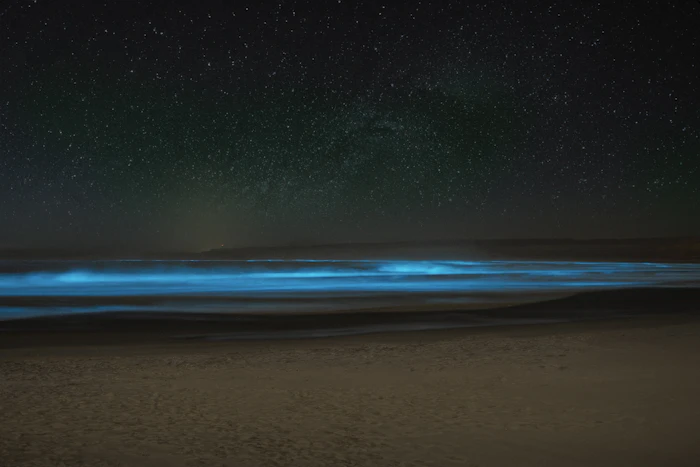 Bioluminescent blue glow lighting up the shoreline at night, similar to Vieques' Mosquito Bay
