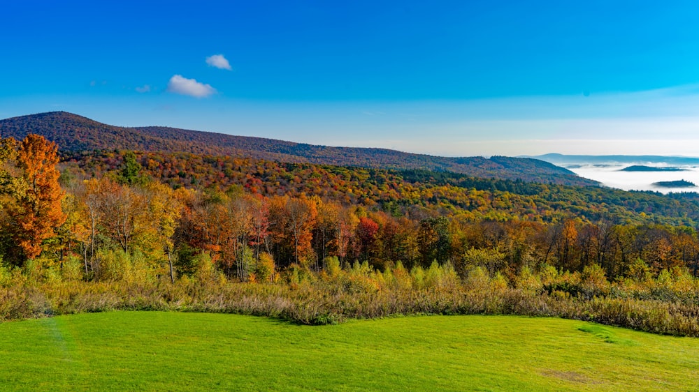 a lush green field surrounded by trees in the fall