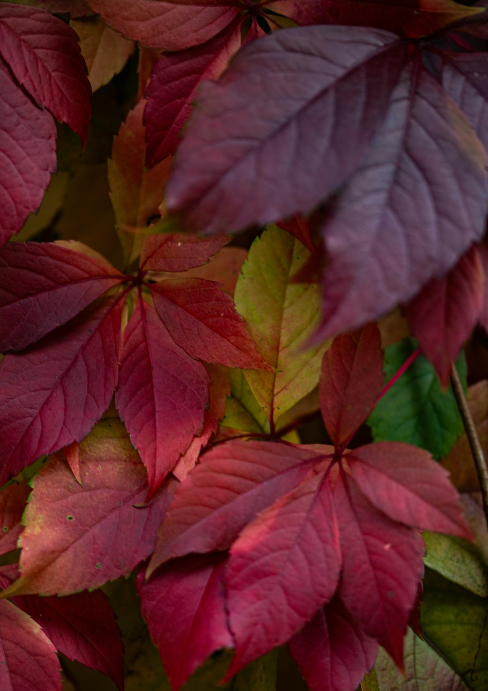 a close up of a bunch of leaves on a tree