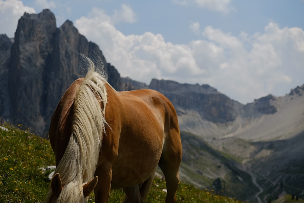 a brown and white horse standing on top of a lush green hillside