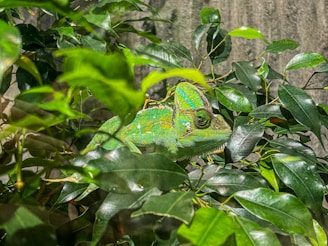 A chameleon blending into colorful leaves, highlighting its amazing camouflage ability