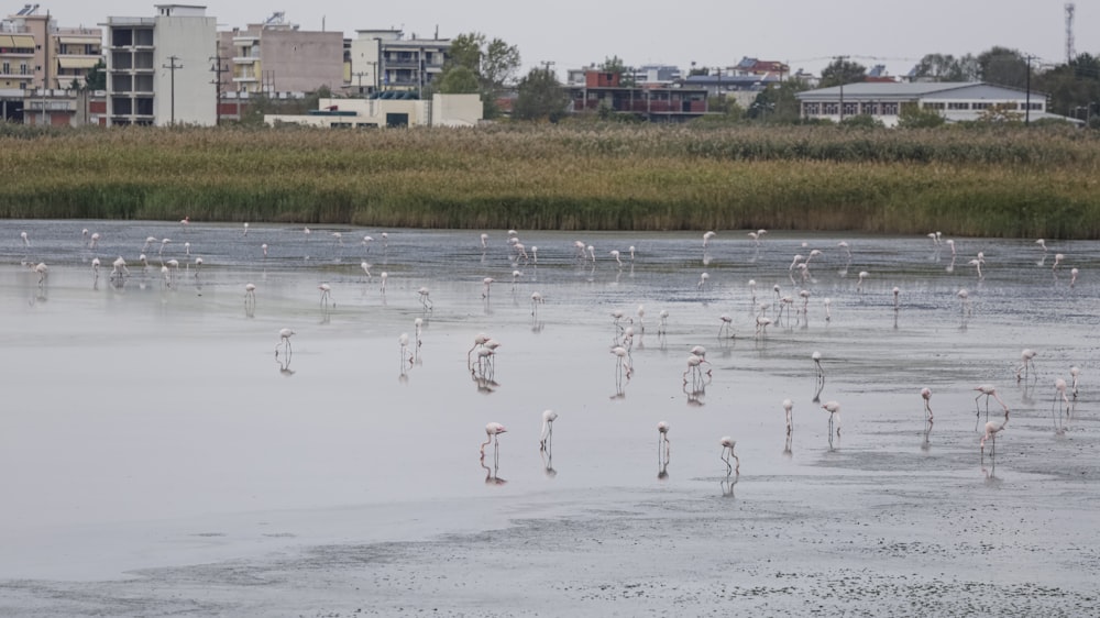 a flock of flamingos standing on top of a frozen lake