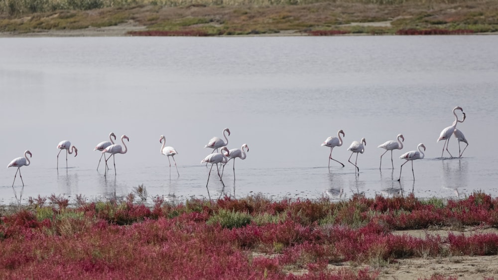 a group of flamingos standing in a body of water