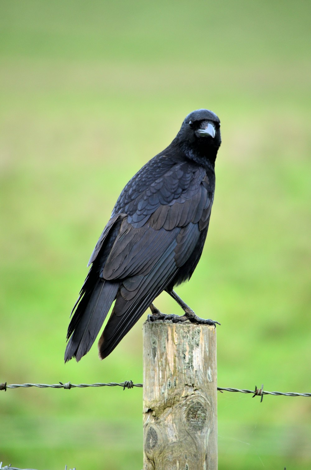 a black bird sitting on top of a wooden post