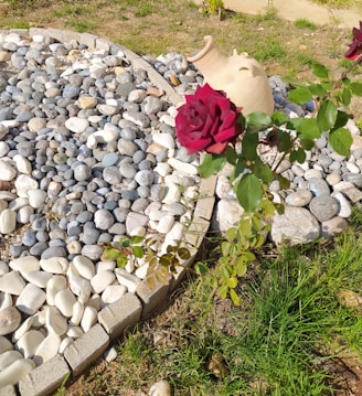 An arrangement of smooth river stones in various shades of gray and white forms a circular pattern, bordered by bricks. A burgundy rose in the foreground stands out against the backdrop. A terracotta jug lies partially buried among the stones, adding an artistic touch. The surrounding area features patches of green grass.