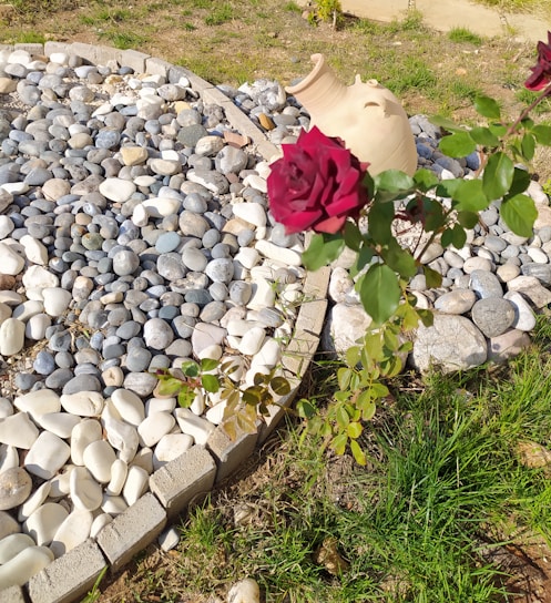 An arrangement of smooth river stones in various shades of gray and white forms a circular pattern, bordered by bricks. A burgundy rose in the foreground stands out against the backdrop. A terracotta jug lies partially buried among the stones, adding an artistic touch. The surrounding area features patches of green grass.