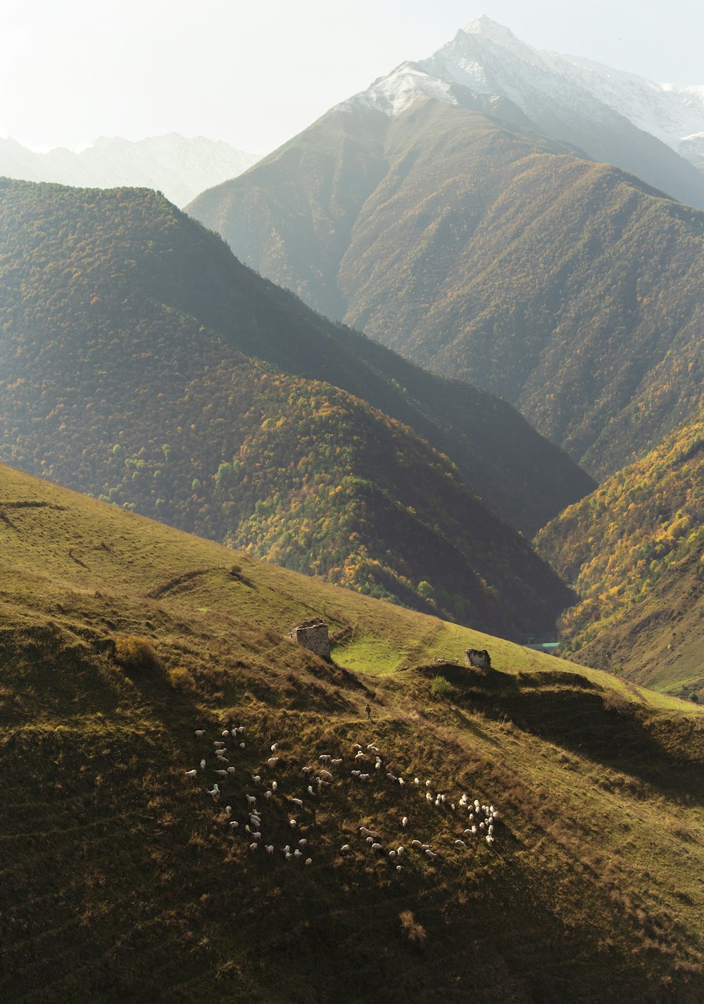 a herd of sheep grazing on a lush green hillside