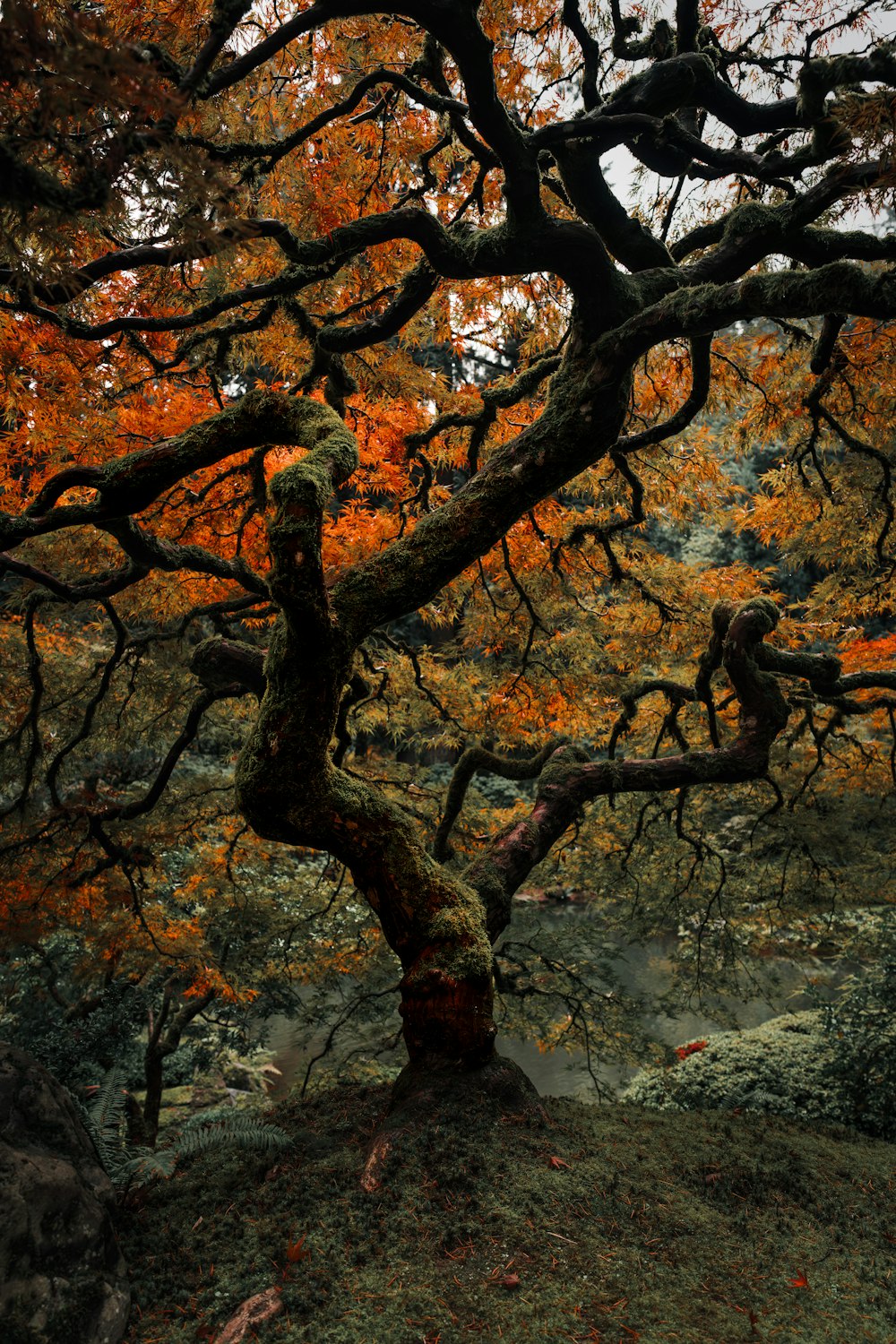 a large tree with orange leaves on it