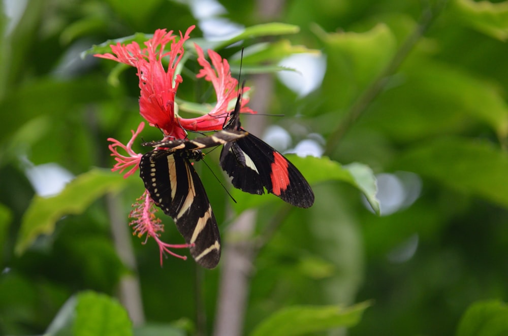 a couple of butterflies sitting on top of a red flower