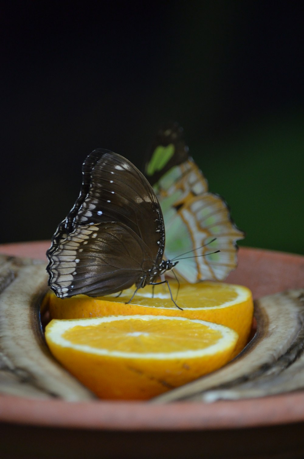 ein Schmetterling, der auf einer Orangenscheibe auf einem Teller sitzt