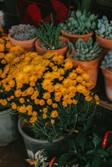 a bunch of yellow flowers are in pots