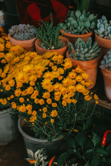 a bunch of yellow flowers are in pots