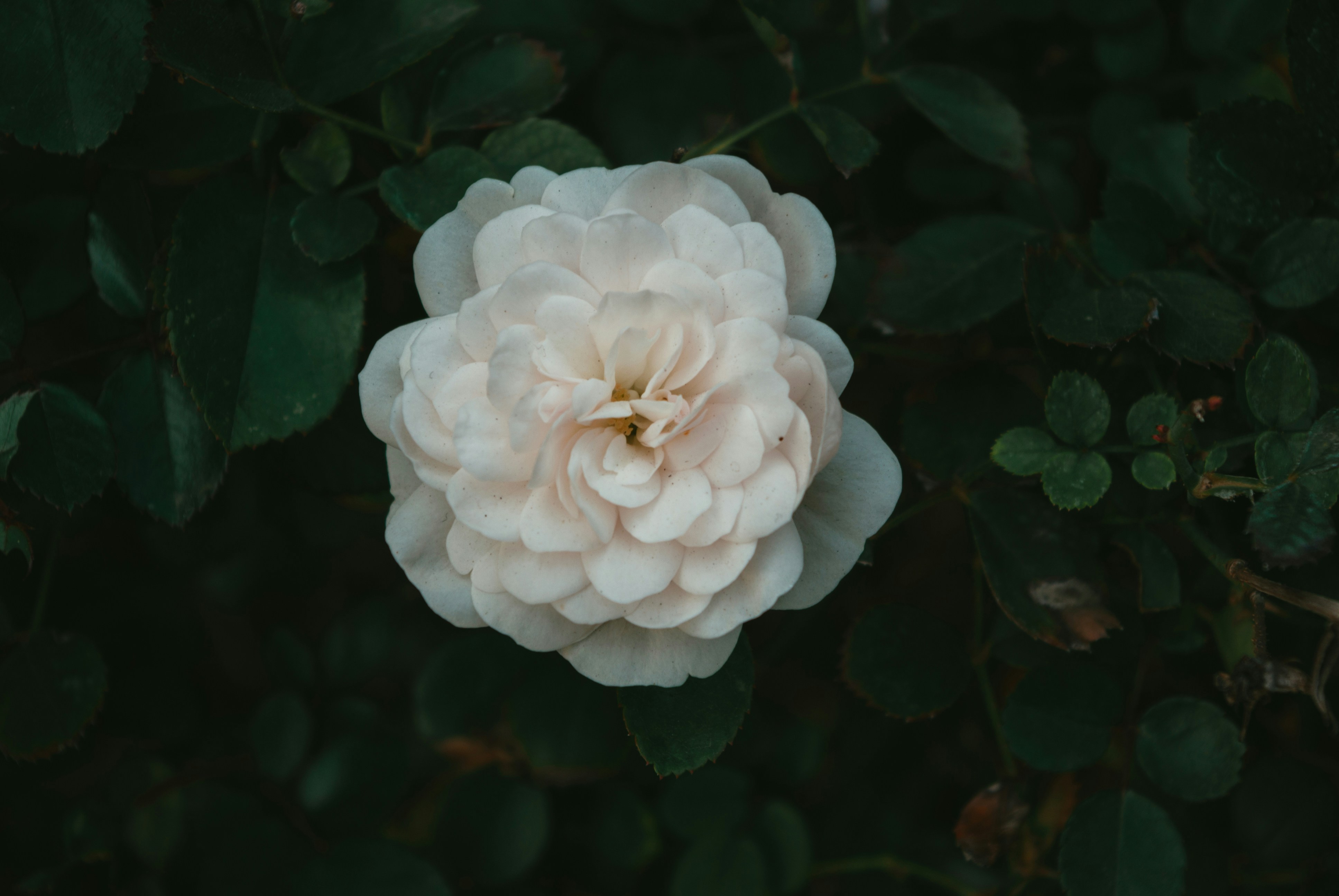 Photo by moonmoons_days