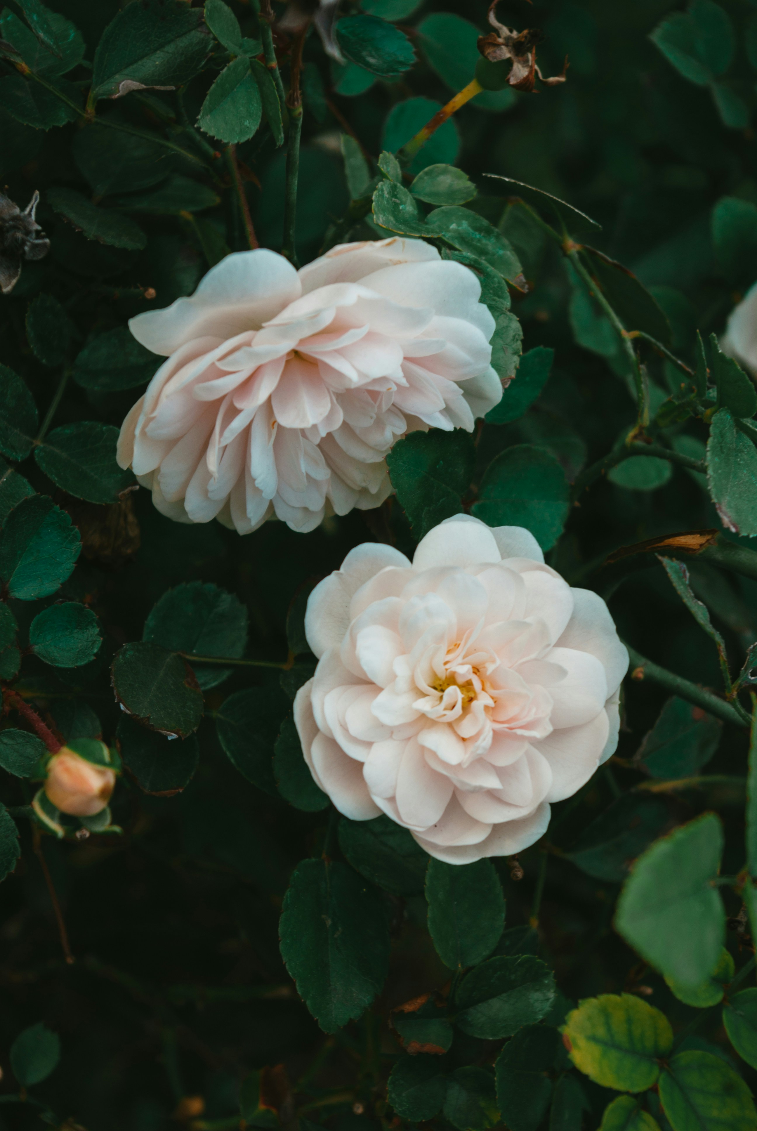 Photo by moonmoons_days