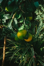 A cluster of green and slightly yellow citrus fruits hangs from a tree with dark green leaves. The surrounding area features lush foliage with long, slender, and pointed leaves, creating a vibrant tropical atmosphere.