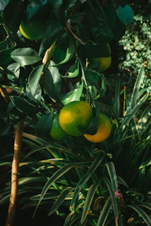 A cluster of green and slightly yellow citrus fruits hangs from a tree with dark green leaves. The surrounding area features lush foliage with long, slender, and pointed leaves, creating a vibrant tropical atmosphere.