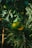 A cluster of green and slightly yellow citrus fruits hangs from a tree with dark green leaves. The surrounding area features lush foliage with long, slender, and pointed leaves, creating a vibrant tropical atmosphere.