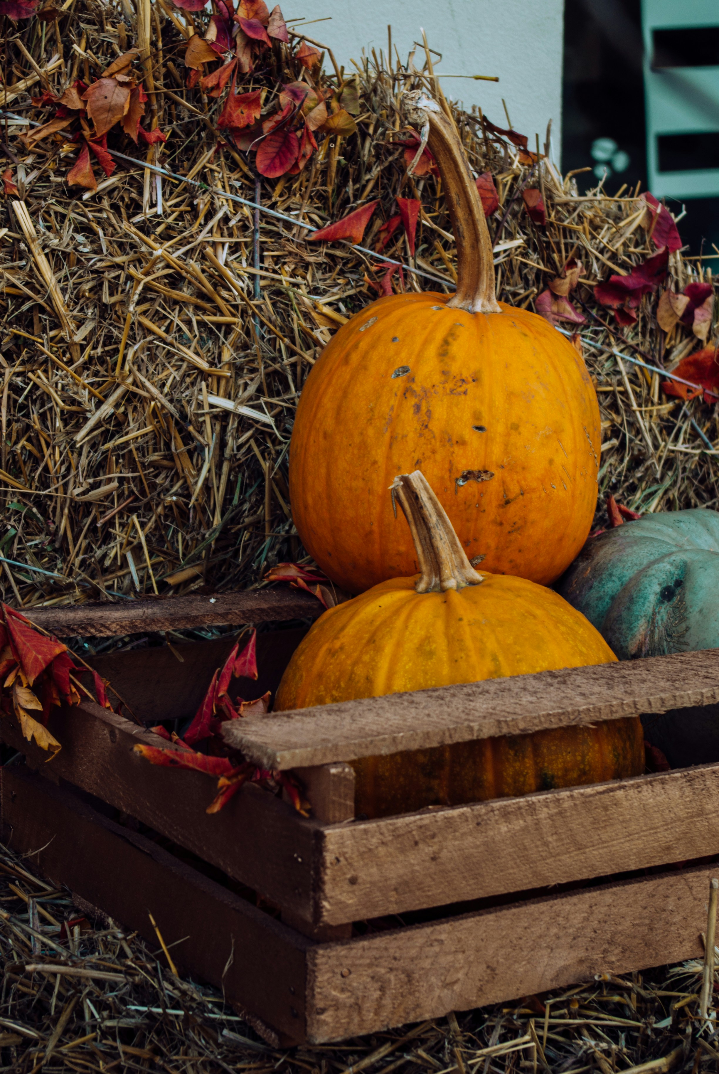 Photo by moonmoons_days