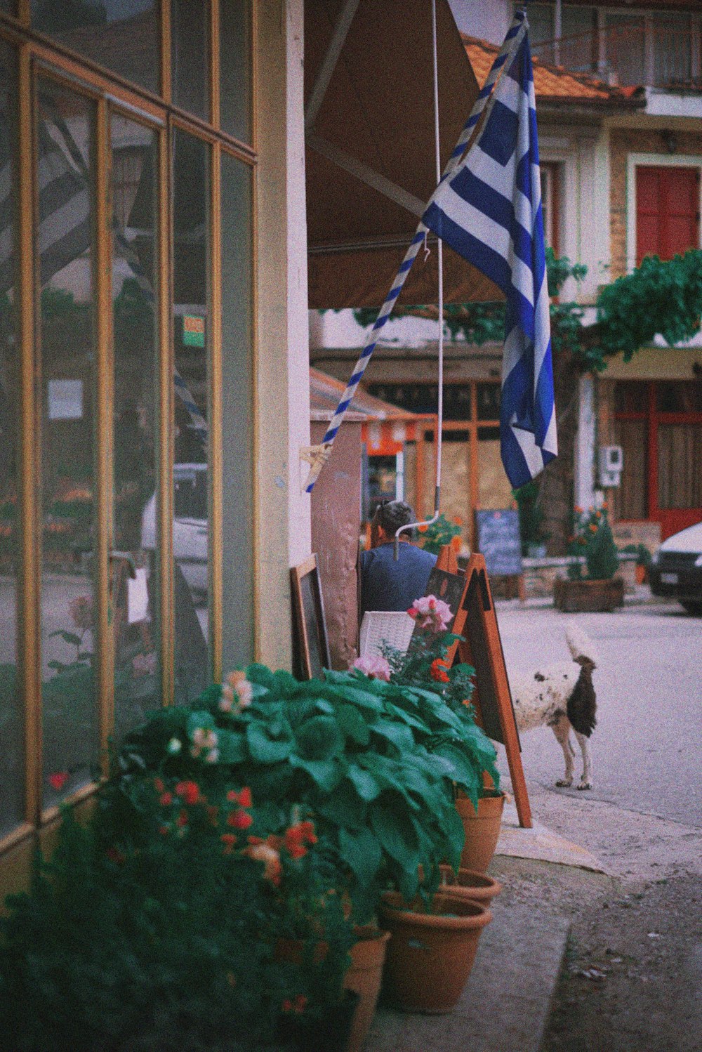 a dog is standing outside of a building