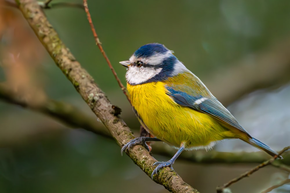 a blue and yellow bird perched on a tree branch