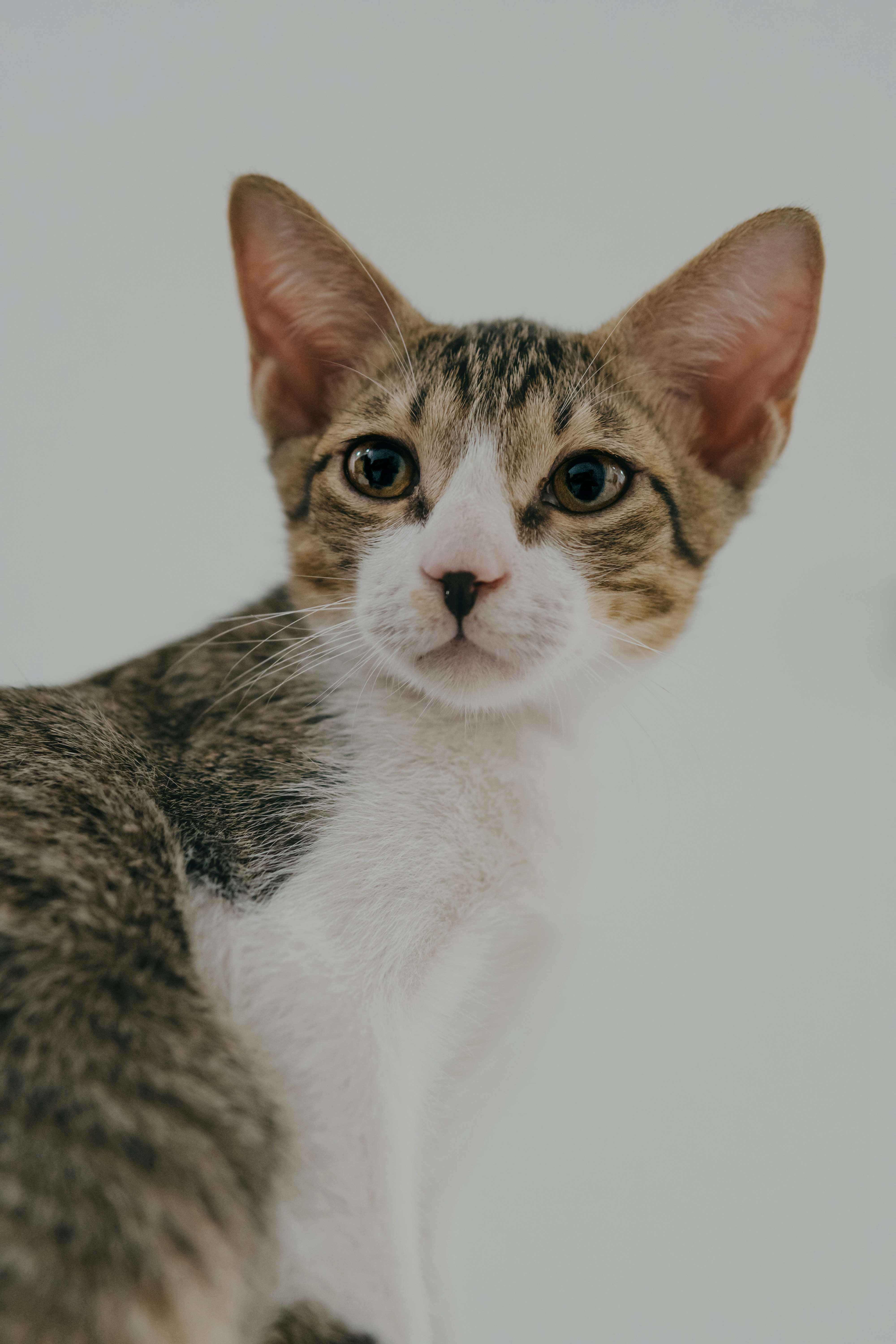 Adorable Cat Sticker