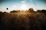 A serene agave field at sunset with golden light bathing the plants.