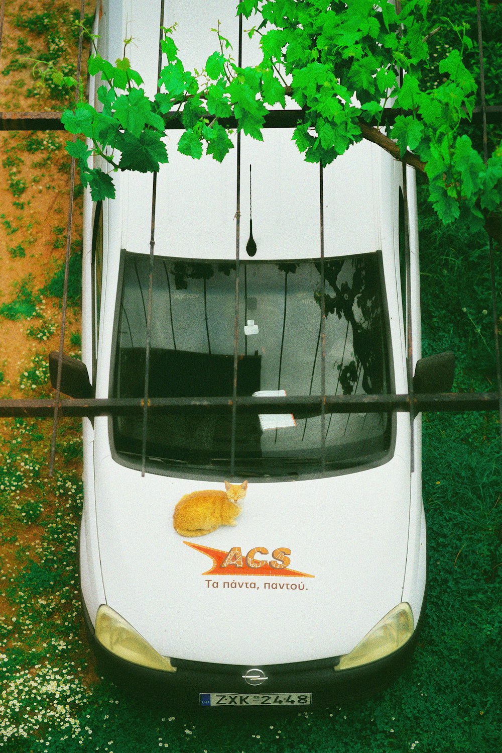 a cat sitting on the hood of a bus