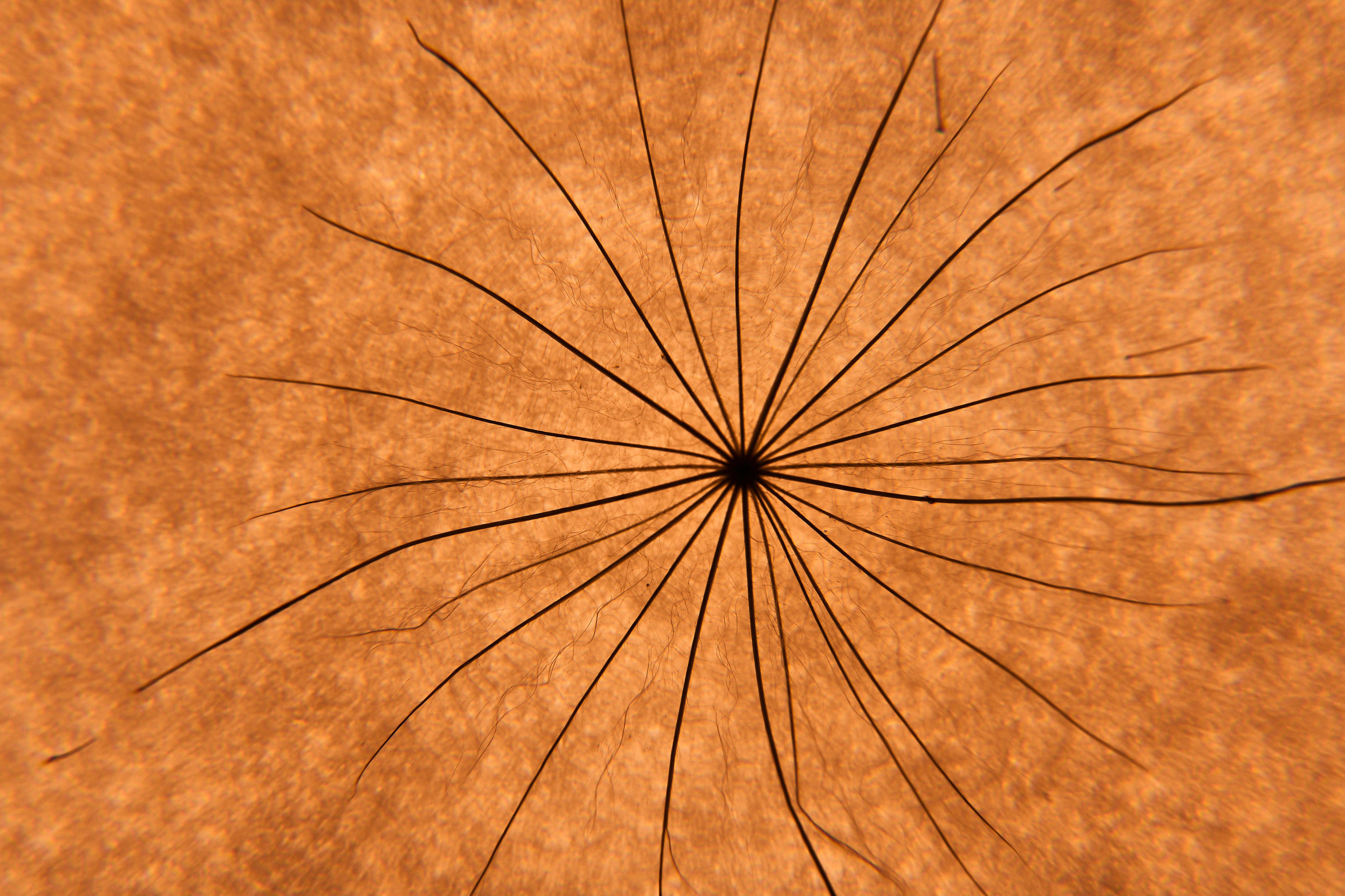 a close up view of a plant stem