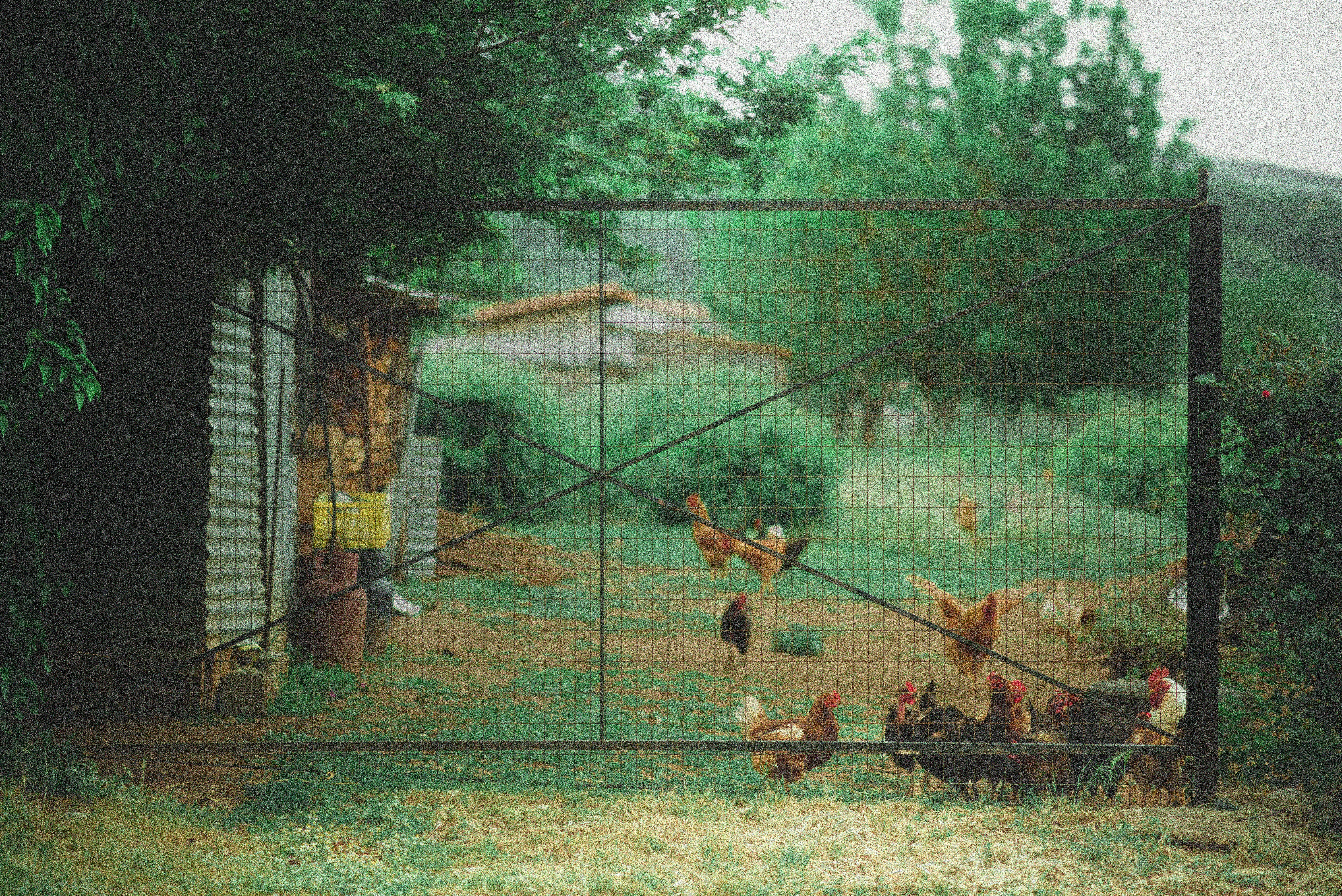 Modern backyard chicken coop