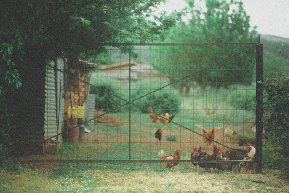 a group of chickens in a fenced in area