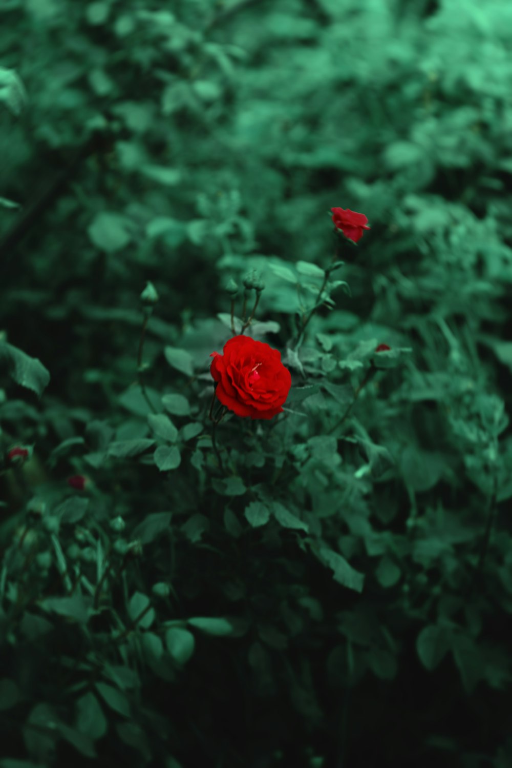 a single red rose is in the middle of a bush