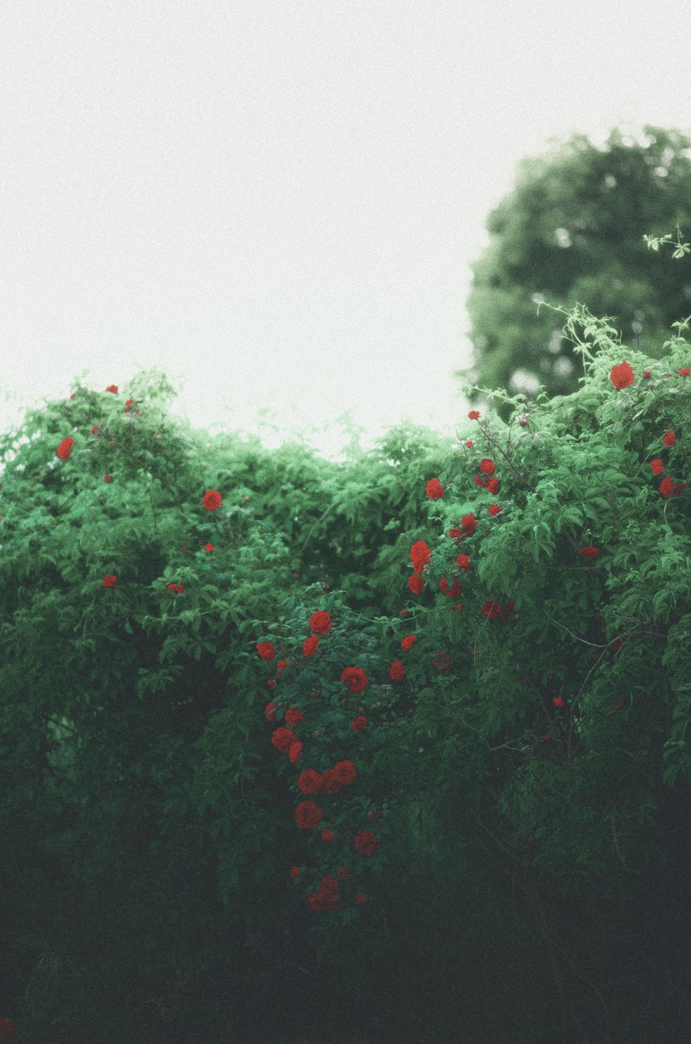 a bush with red flowers in the middle of it