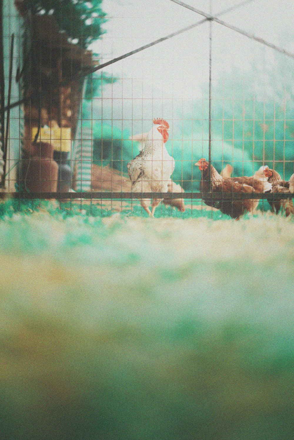 a group of chickens in a cage on the ground