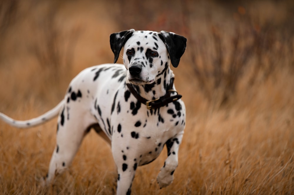 a dalmatian dog standing in a field of tall grass