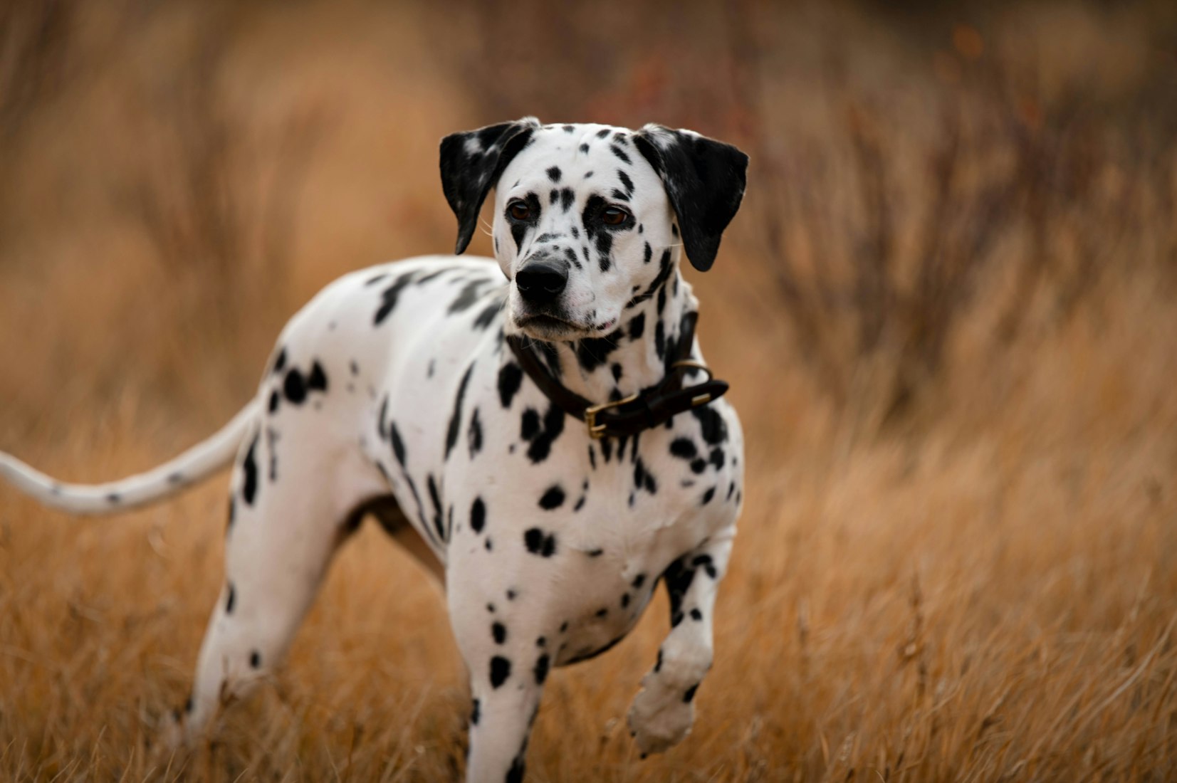 A classic Dalmatian standing in tall grass wearing a collar