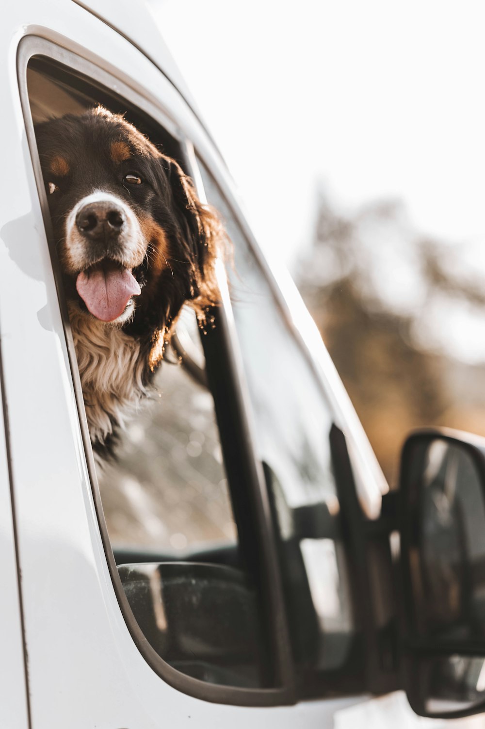 a dog sticking its head out of a car window