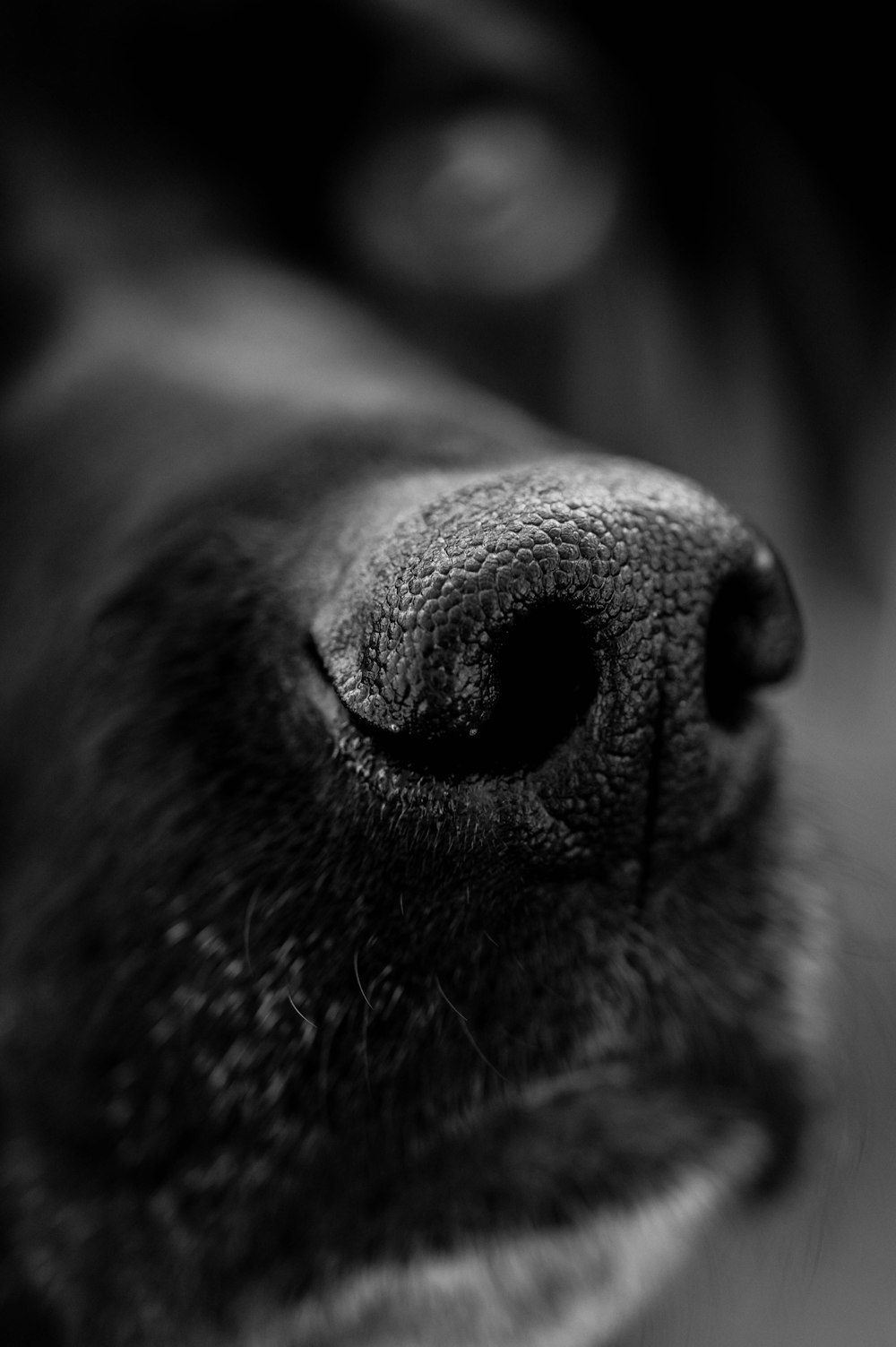 a close up of a black dog's nose