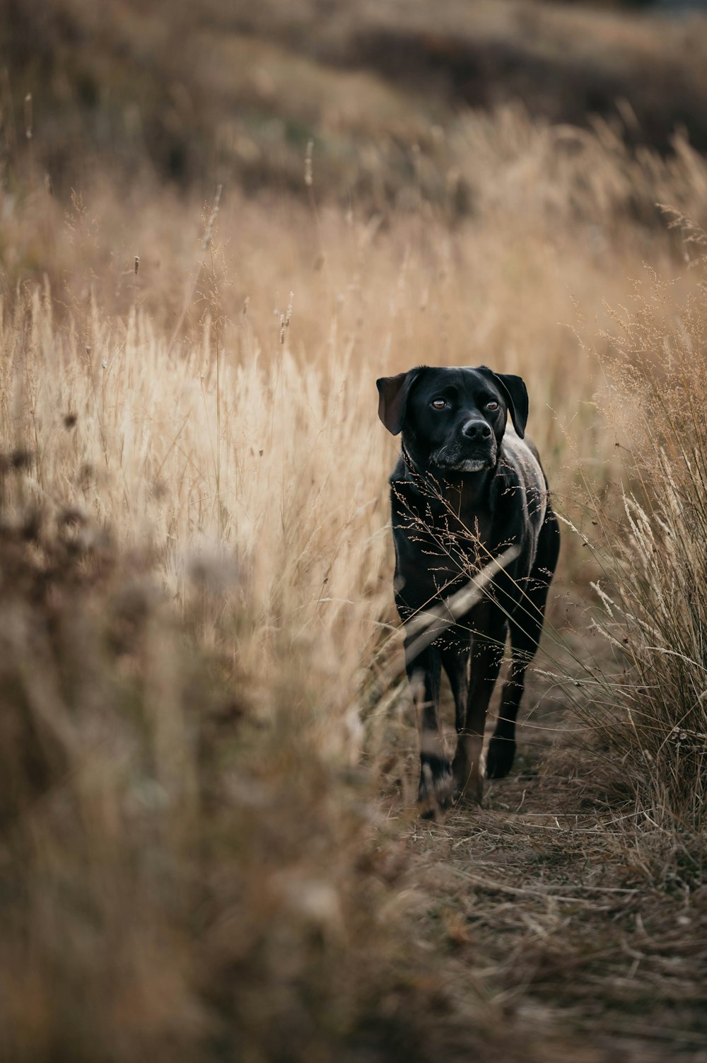a black dog walking through a dry grass field
