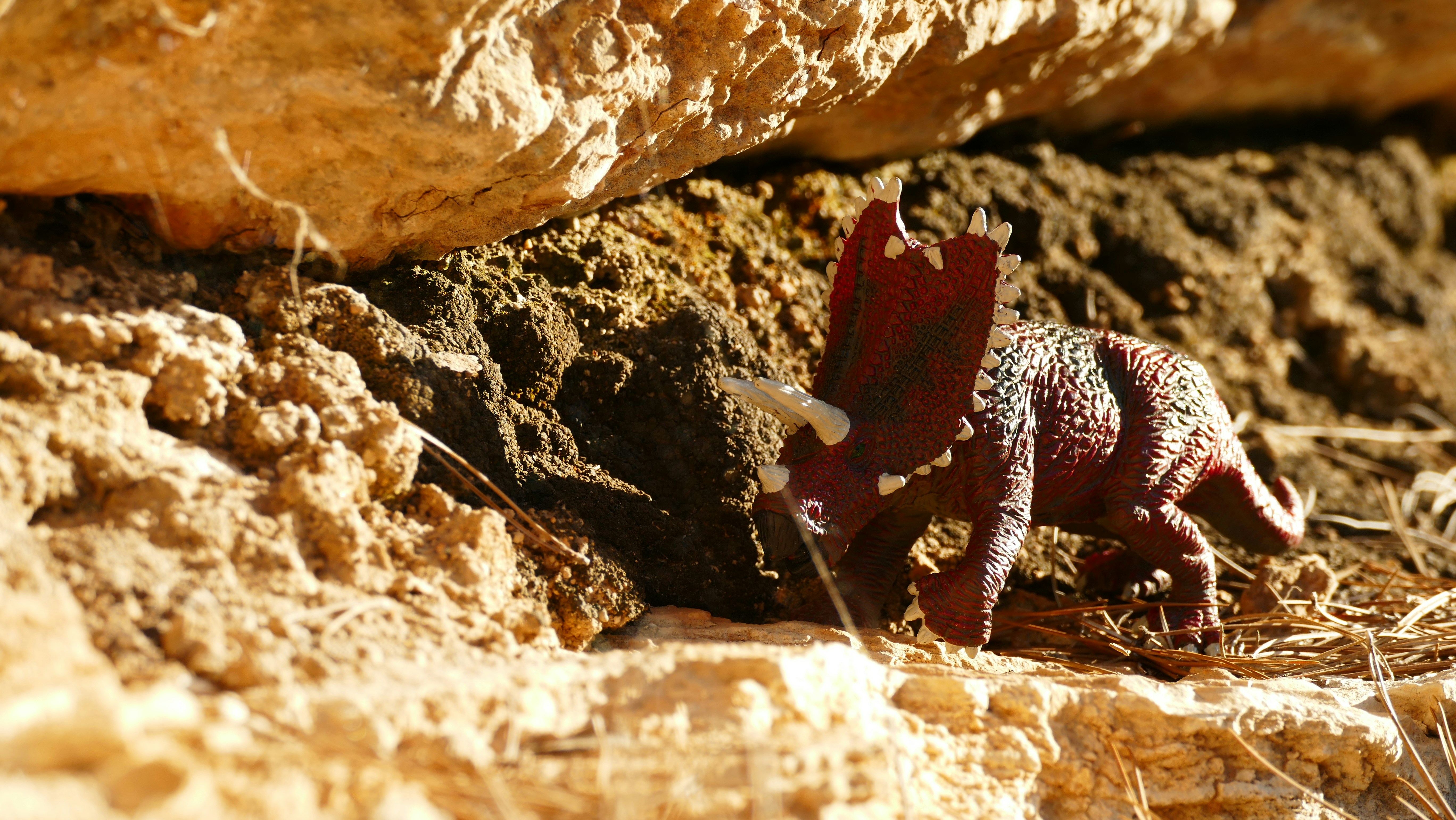 Chinese cave gecko