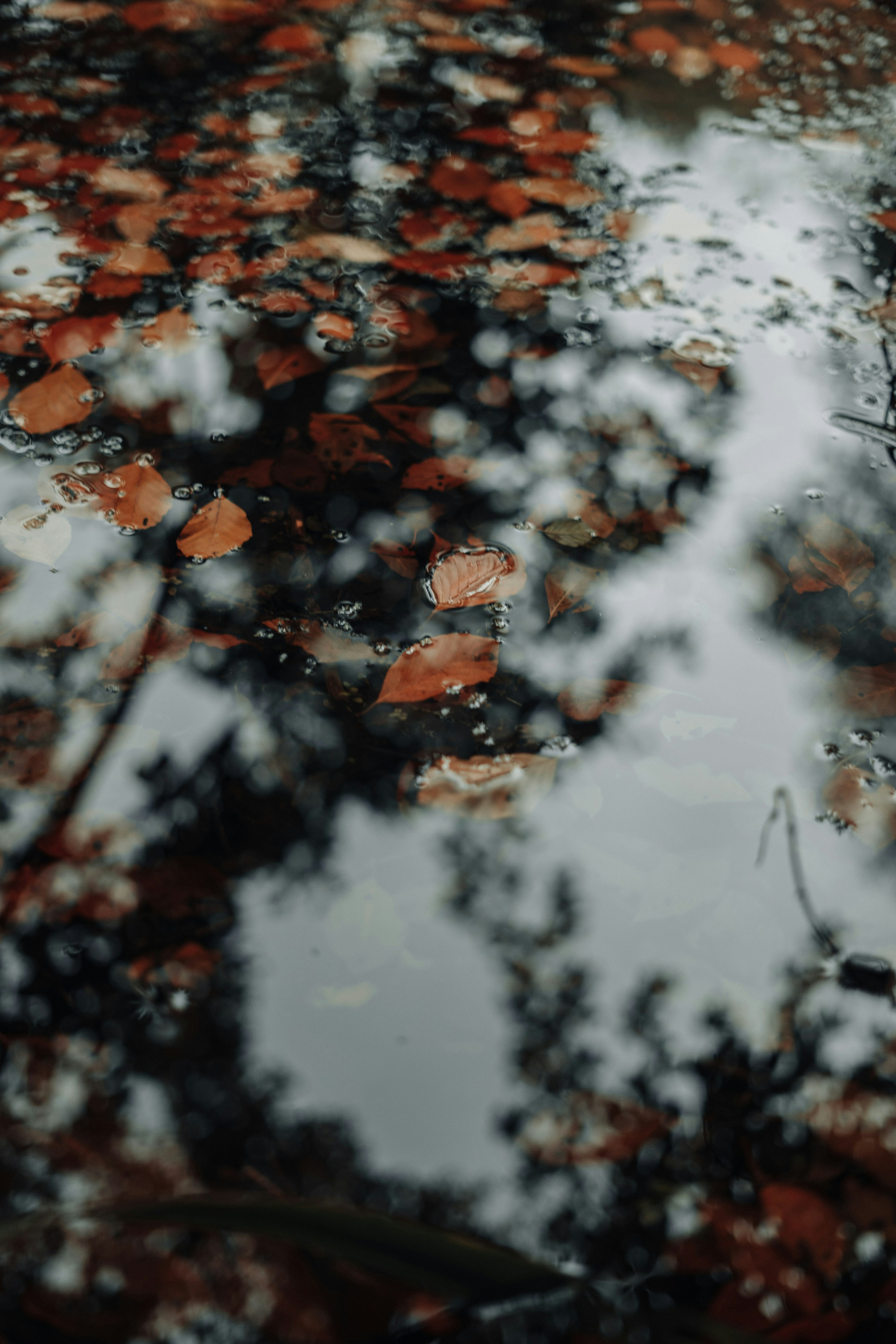 Photo by robert_lens