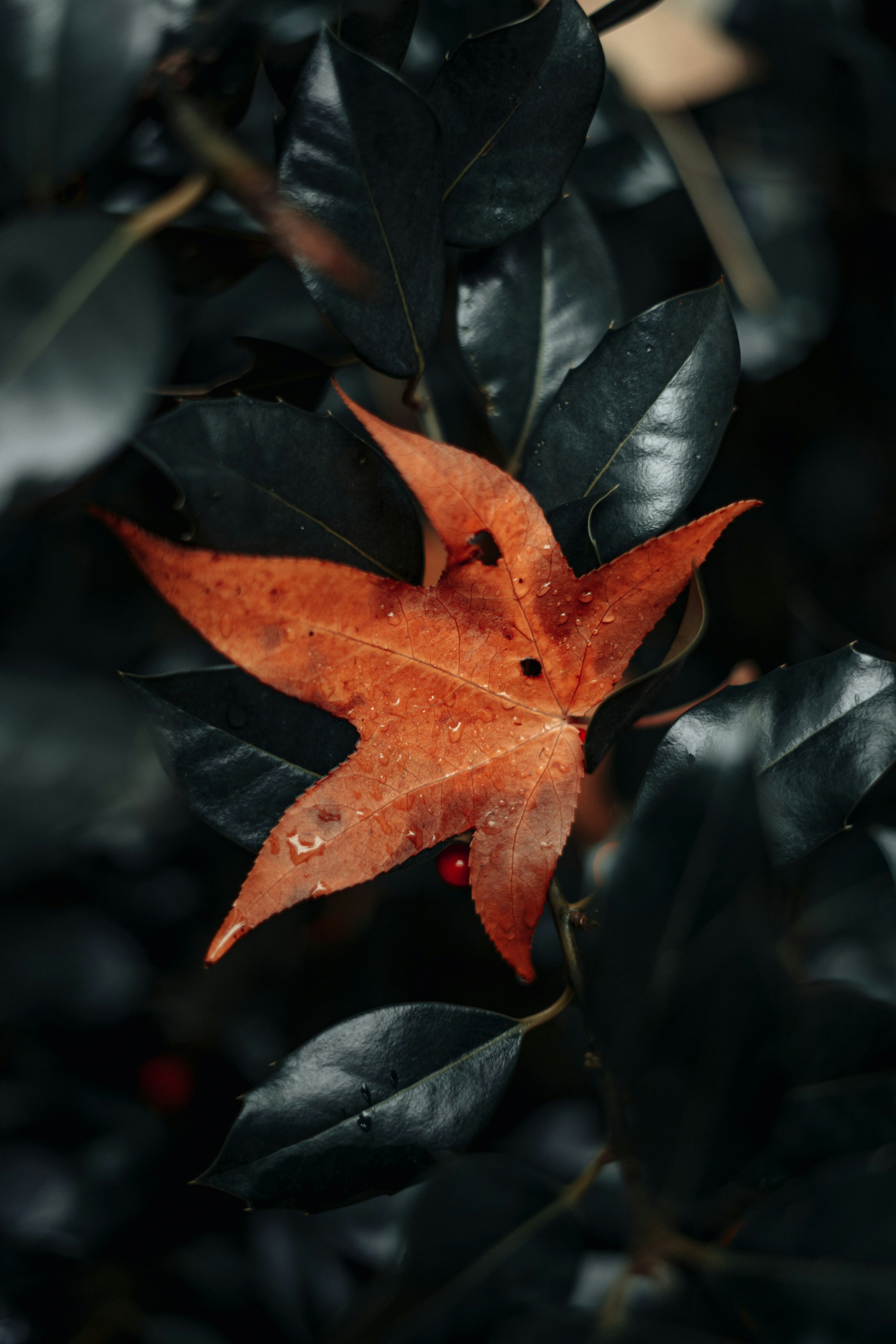 Photo by robert_lens