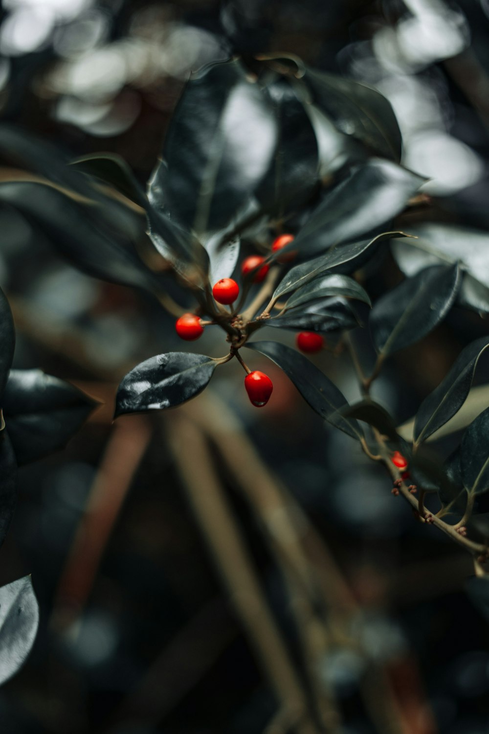 a close up of a plant with red berries on it