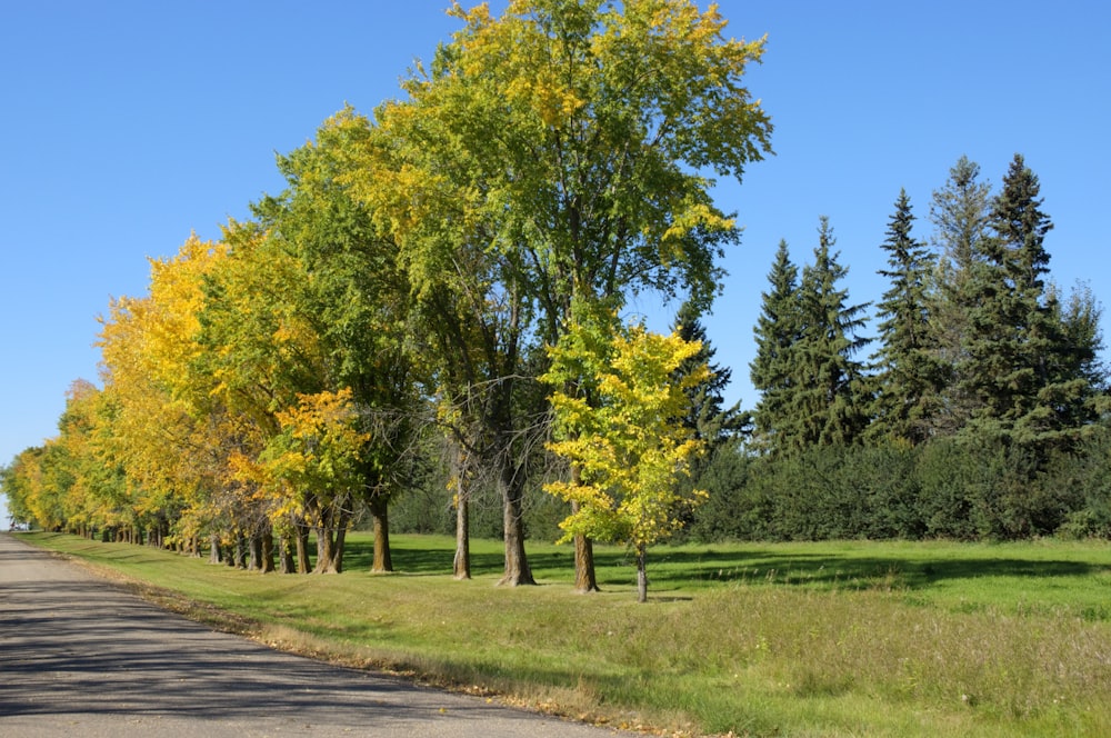 a road lined with trees on both sides of it