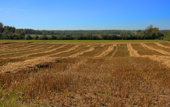 A harvested field with rows of cut straw laying on the ground, bordered by dense green trees in the distance under a clear blue sky.