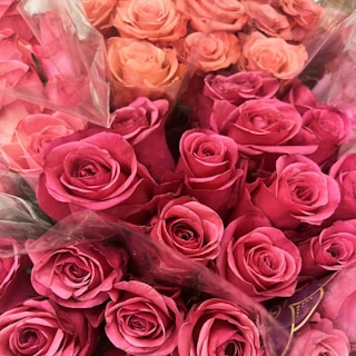 A collection of vibrant pink and peach roses, tightly packed together and wrapped in clear plastic. The roses are fresh and vibrant, with delicate petals that are tightly coiled.