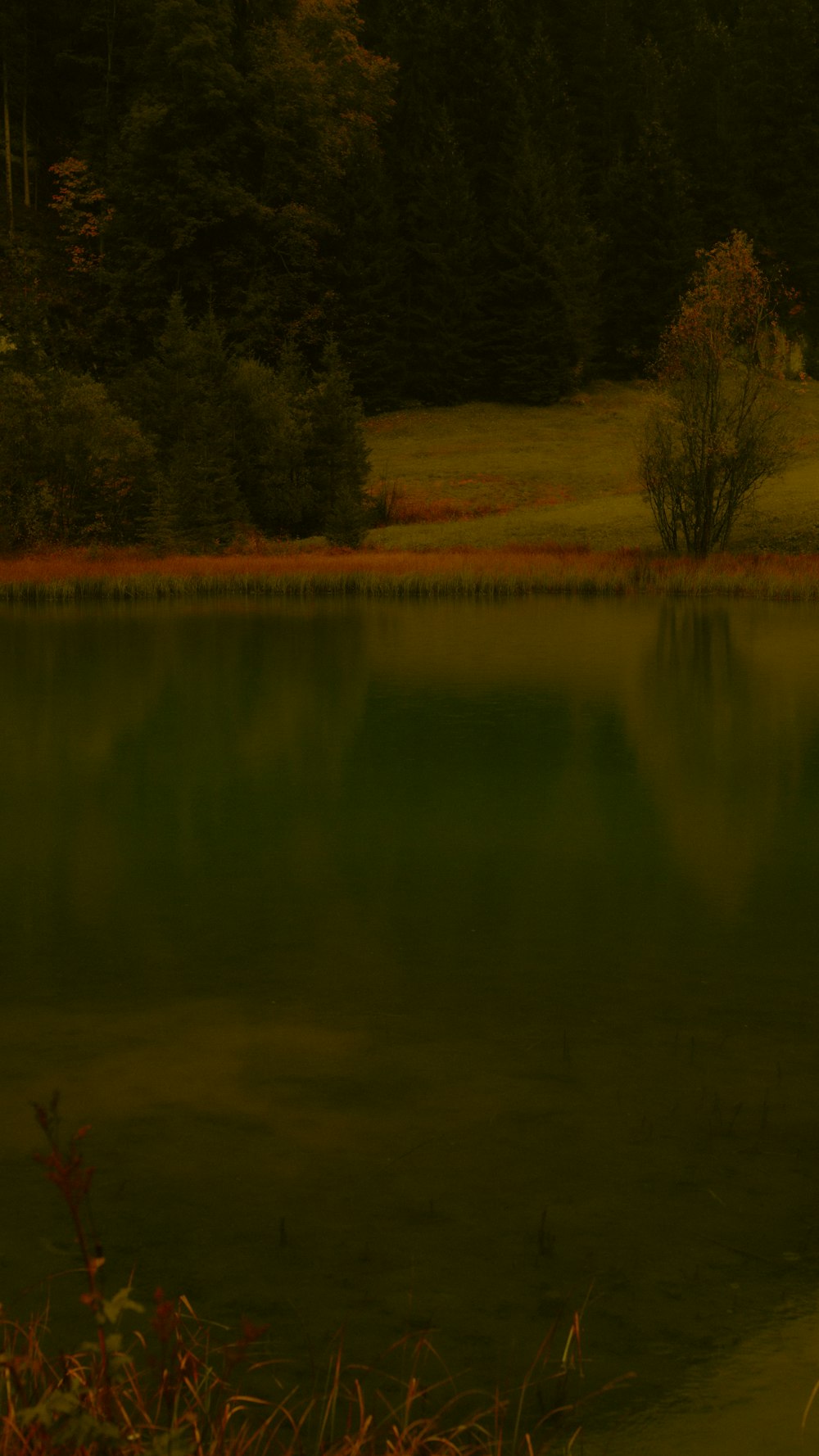 a body of water surrounded by trees and grass