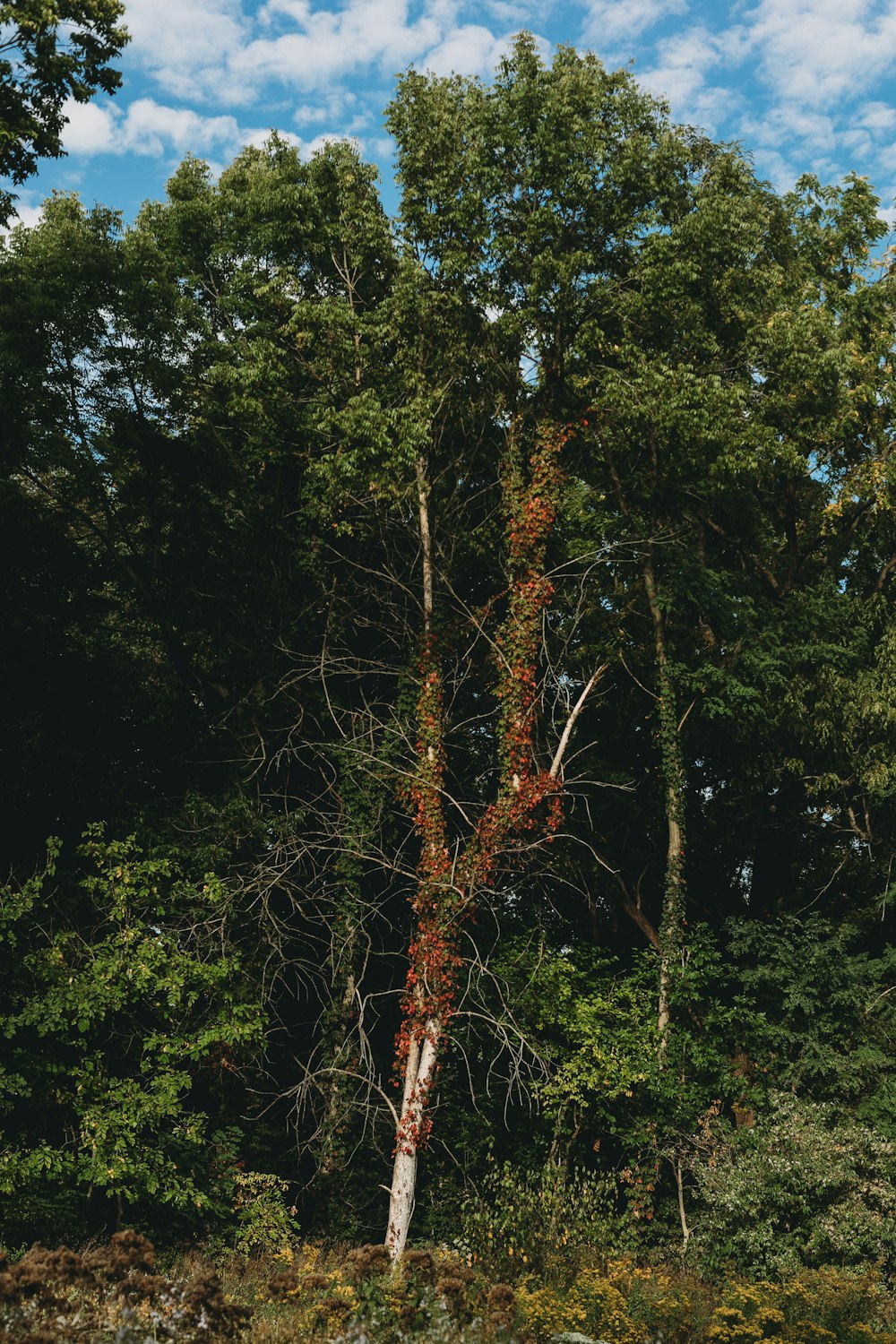 ein hoher Baum, der mitten im Wald sitzt