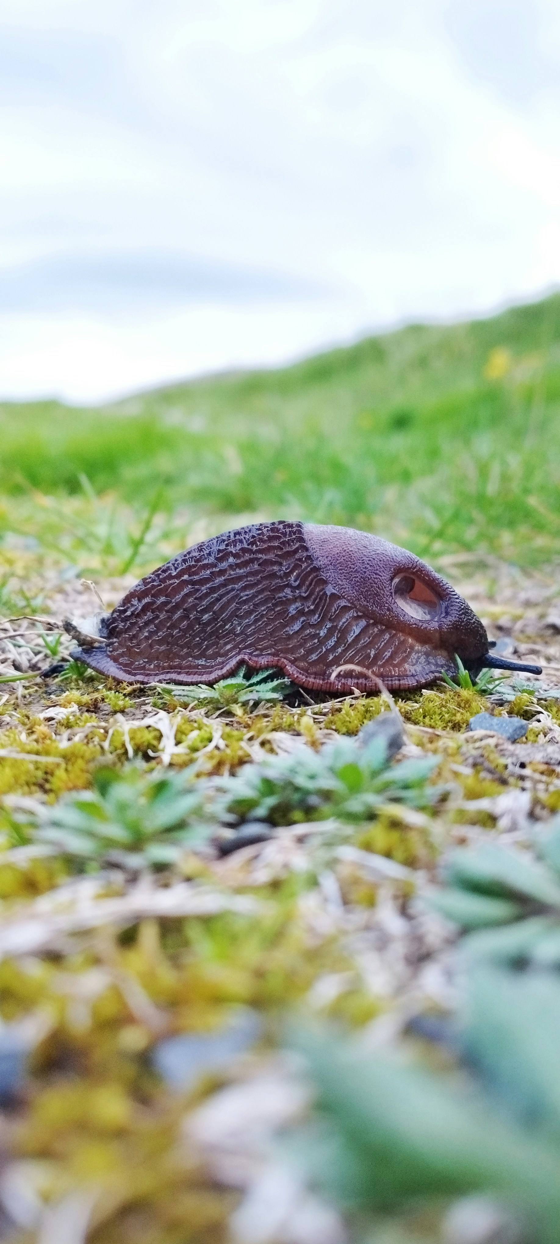 A bug crawling on the ground in the grass photo – Free Green Image on ...